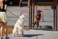 Woman deterring pet from attack on dog playground