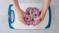 Woman devided purple cauliflower into florets, the cooking process, view from above Royalty Free Stock Photo