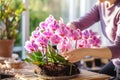 A woman devotes herself to nurturing a tropical phalaenopsis orchid Royalty Free Stock Photo