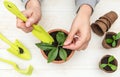 A woman is digging the soil in a plant pot on a white wooden background. Growing flowers and plants in pots. Home hobby Royalty Free Stock Photo