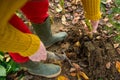 Woman digging up dahlia plant tubers, cleaning and preparing them for winter storage. Autumn gardening jobs.