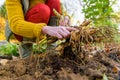Woman digging up dahlia plant tubers, cleaning and preparing them for winter storage. Autumn gardening jobs.