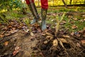 Woman digging up dahlia plant tubers using pitchfork, preparing them for winter storage. Autumn gardening jobs.
