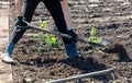 A woman digs soil with a shovel in the garden in the spring Royalty Free Stock Photo