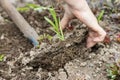 Woman digs sprouts in the garden