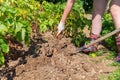 A woman digs up a clod of earth with a shovel with a crop. Legs close-up. Green saplings in the background. Concept of gardening Royalty Free Stock Photo