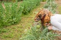 Woman with dinosaur animal head mask eating artichokes in vegetables garden