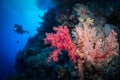Scuba diving and exploring the coral reefs in the southern Red Sea of Egypt Royalty Free Stock Photo