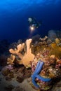 Woman diver pointing above reef. Indonesia Sulawesi Royalty Free Stock Photo