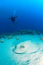 Woman diver with a ray