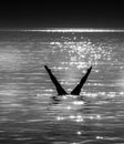 Diving silhouette at sunset