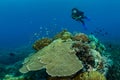 woman divng over a massive coral construction