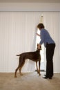 Woman with Doberman looking out of blinds Royalty Free Stock Photo