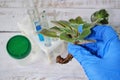 Woman Doctor Microbiologist Looking at a Healthy Green Plant in a Sample Flask. Medical Scientist Working in a Modern Food Science