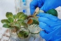 Woman Doctor Microbiologist Looking at a Healthy Green Plant in a Sample Flask. Medical Scientist Working in a Modern Food Science