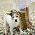 Woman and dog on the beach. Conceptual image Royalty Free Stock Photo