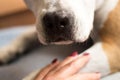 Woman and dog doing handshake