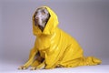 animal dog art funny concept stylish colourful fashion latex pet. Generative AI.