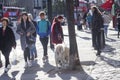 Woman with dog Royalty Free Stock Photo