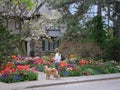 woman with dog pauses to admire a colorful spring garden