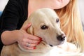 Woman with dog is resting in bed at home, relaxing in bedroom. Girl is petting with her dog. Portrait of cute yellow labrador. Royalty Free Stock Photo