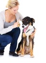 Woman, dog training and command in studio with tennis ball, learning and focus by white background. Trainer, pet animal Royalty Free Stock Photo