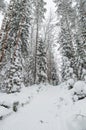 Woman with a dog on walk in a winter wood Royalty Free Stock Photo