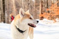 Woman and dog walking in winter mountains Royalty Free Stock Photo