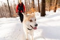 Woman and dog walking in winter mountains Royalty Free Stock Photo