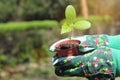 Woman doing gardening work with organic green plant