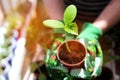 Woman doing gardening work with organic green plant