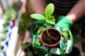 Woman doing gardening work with organic green plant