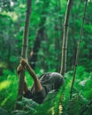 Woman doing yoga in forest bending Royalty Free Stock Photo