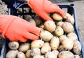 A woman dressed in work gloves sets the potatoes