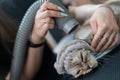 A woman dries a cat with a hair dryer in a grooming salon. Royalty Free Stock Photo