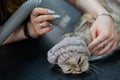 A woman dries a cat with a hair dryer in a grooming salon. Royalty Free Stock Photo