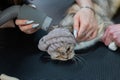 A woman dries a cat with a hair dryer in a grooming salon. Royalty Free Stock Photo