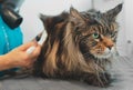 Woman dries and combs the cat Royalty Free Stock Photo