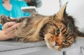 Woman dries and combs the cat Royalty Free Stock Photo