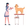 The woman dries the dog with a hair dryer. Dog grooming. Vector illustration isolated on white background. Cartoon style