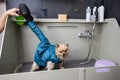 A woman dries her hair with a hair dryer in a beauty salon. Folded dryer for dogs. Portable pet drying suit. Royalty Free Stock Photo