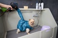 A woman dries her hair with a hair dryer in a beauty salon. Folded dryer for dogs. Portable pet drying suit. Royalty Free Stock Photo