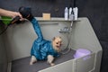 A woman dries her hair with a hair dryer in a beauty salon. Folded dryer for dogs. Portable pet drying suit. Royalty Free Stock Photo