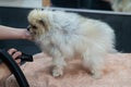 A woman dries a Pomeranian with a hair dryer after washing in a grooming salon. Royalty Free Stock Photo