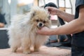 A woman dries a Pomeranian with a hair dryer after washing in a grooming salon. Royalty Free Stock Photo