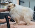 A woman dries a Pomeranian with a hair dryer after washing in a grooming salon. Royalty Free Stock Photo