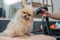 A woman dries a Pomeranian with a hair dryer after washing in a grooming salon. Royalty Free Stock Photo