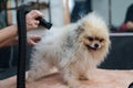 A woman dries a Pomeranian with a hair dryer after washing in a grooming salon. Royalty Free Stock Photo