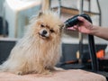 A woman dries a Pomeranian with a hair dryer after washing in a grooming salon. Royalty Free Stock Photo