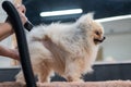 A woman dries a Pomeranian with a hair dryer after washing in a grooming salon. Royalty Free Stock Photo